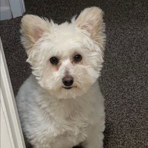 Meet your Posher, Alan